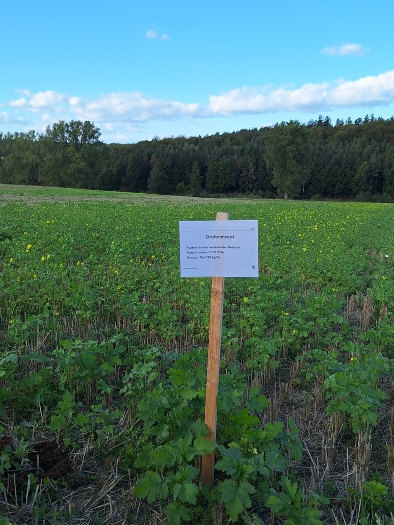 Senf in Drohnensaat, Aussaatstärke 20 kg/ha 20260924_172149.jpg Senf in Drohnensaat, Aussaatstärke 20 kg/ha