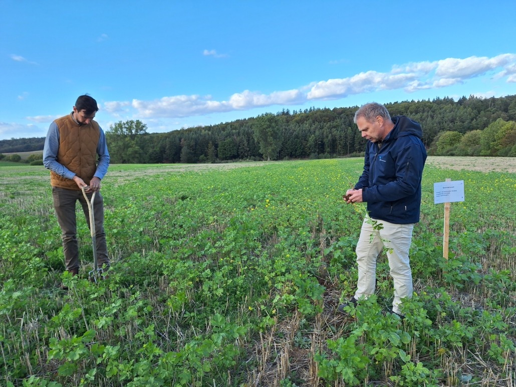 20260924_172420_2.jpg Begutachtung der Senf-Drohnensaat, Aussaatstärke 20 kg/ha